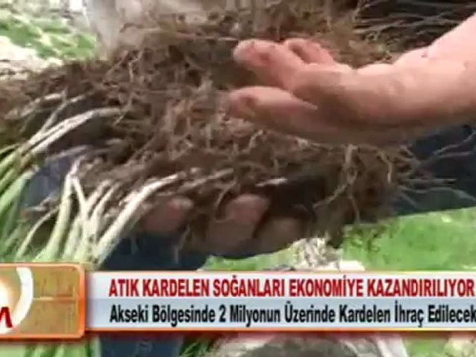 ATIK KARDELEN SOĞANLARI EKONOMİYE KAZANDIRILIYOR