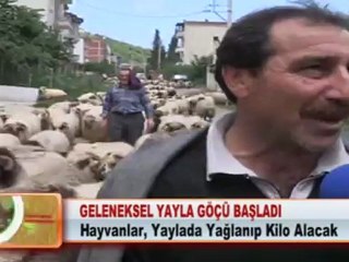 GELENEKSEL YAYLA GÖÇÜ BAŞLADI