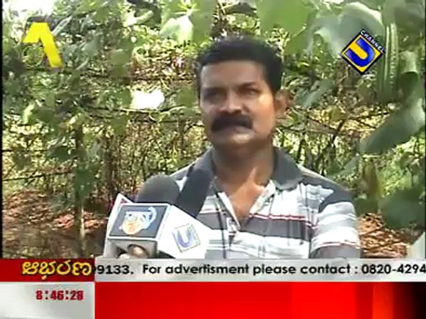 ⁣Bird Emu in Karavali!! - Gulf Kannadiga_com news