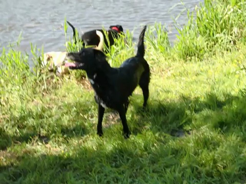 Hundekumpels