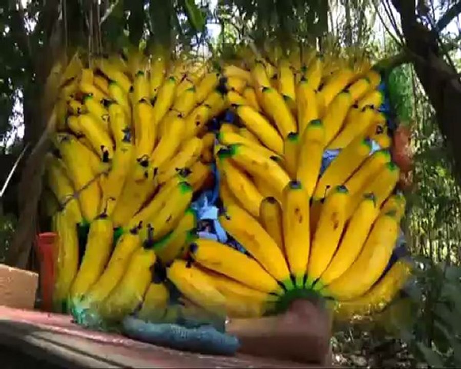 Ticket de parking - Episode la banane