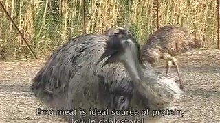 Documentary - EMU