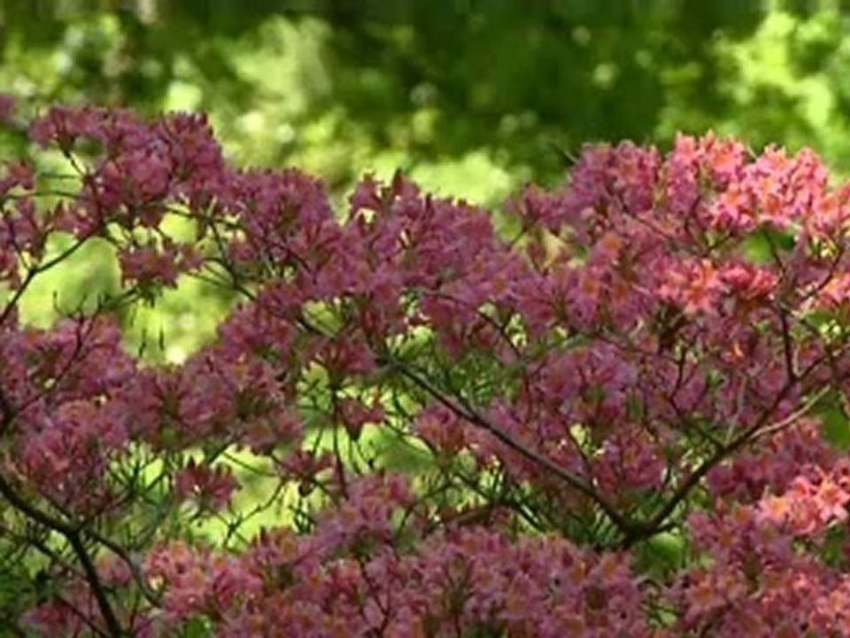 Parc du Bois des Moutiers