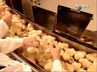 79285-usine_de_poussins