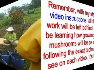 growing mushrooms kits - home growing mushrooms - magic mushroom kits