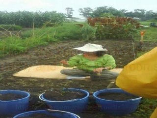 growing portobello mushrooms - how to grow magic mushroom - magic mushroom kit