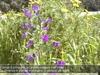 È tempo di primavera: la Calabria assapora il bel tempo