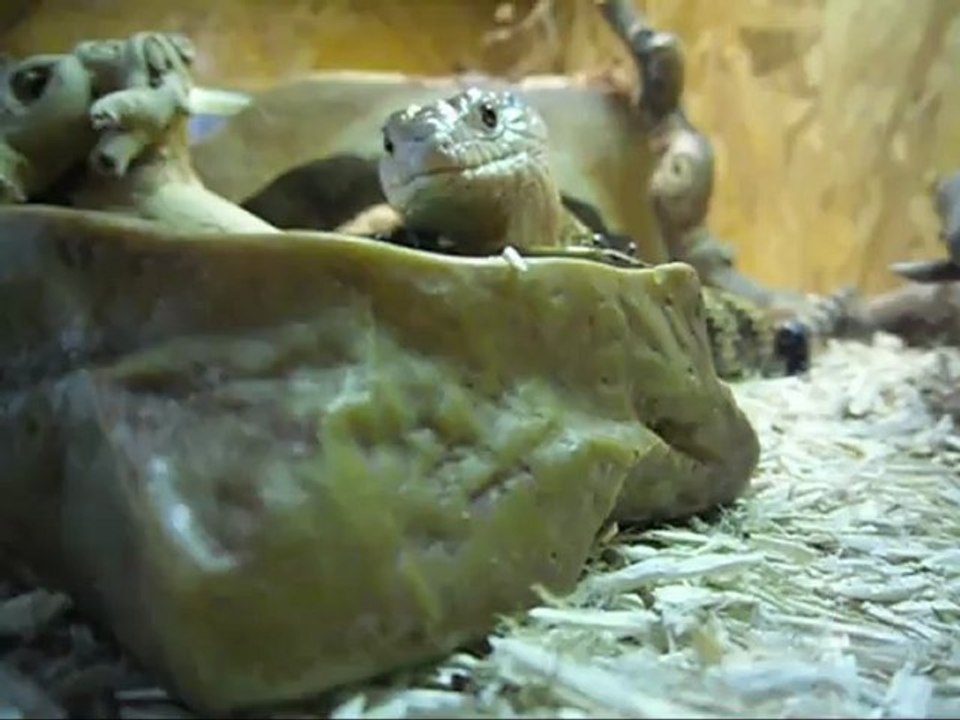 Tiliqua montage