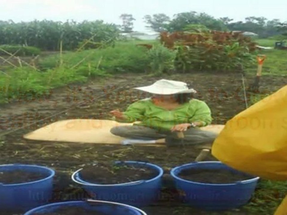 cultivating mushroom - cultivating mushrooms at home - how to plant mushrooms