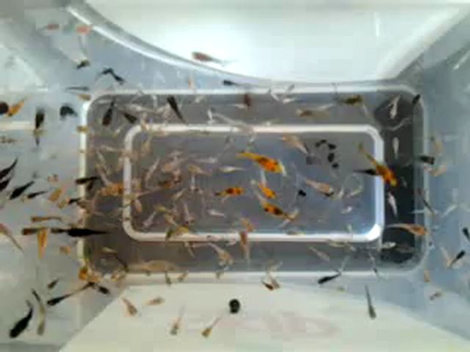 Alevin Molly Velifera Et Guppys (D'Un Jour A 2 Mois)