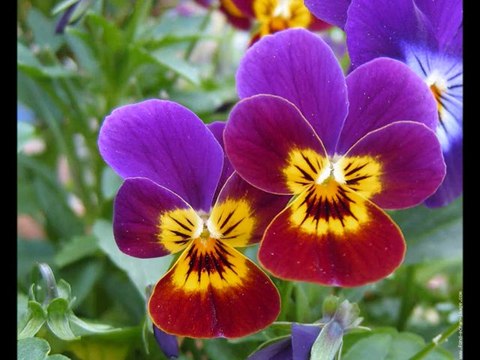 RONDO VENEZIANO ( ISOLE / Yamaha Tyros 2 )