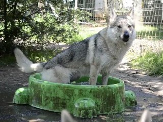 Chien loup tchecoslovaque Fragance de l'Arche du Ferion