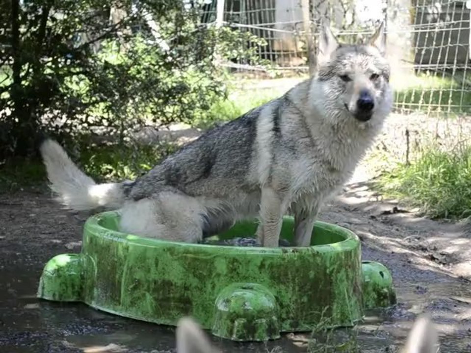 Chien loup tchecoslovaque Fragance de l'Arche du Ferion