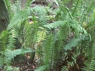 Remembering Rufus the Bobcat...