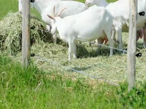 chèvres au parc