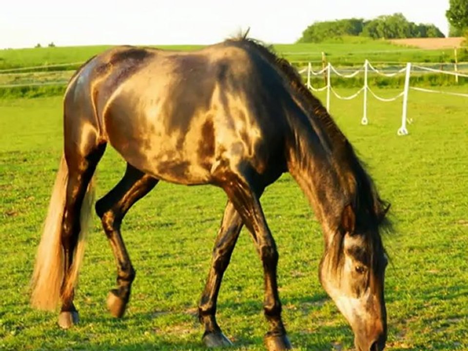Chevaux