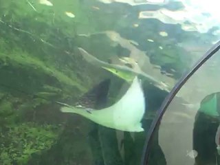 AQUARIUM SYDNEY RAIES TIGRES ET RAIES SHARKS