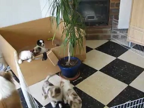 berger australien en folie!