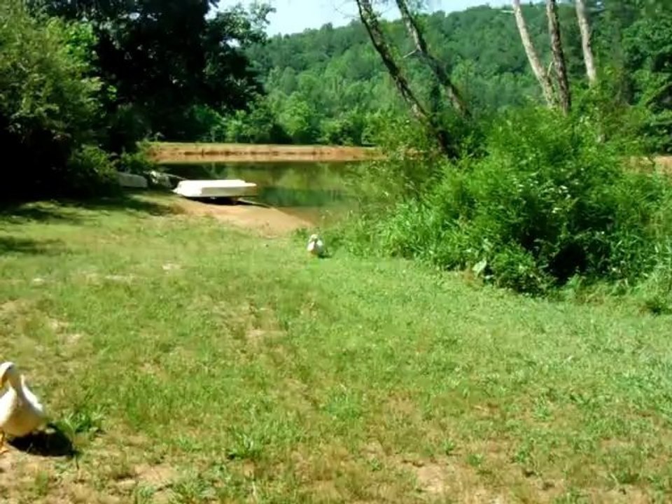 Ducks want food