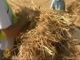 Gaza farmers risk being shot