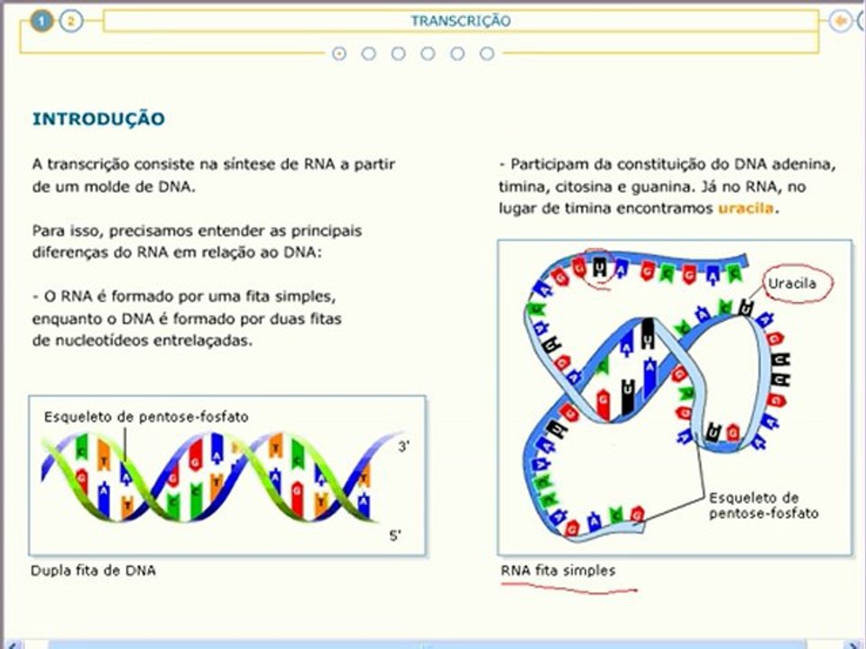 Vídeo Aula Ácidos Nucléicos - Veja mais em: http://www.estudandodecasa.blogspot.com.br/