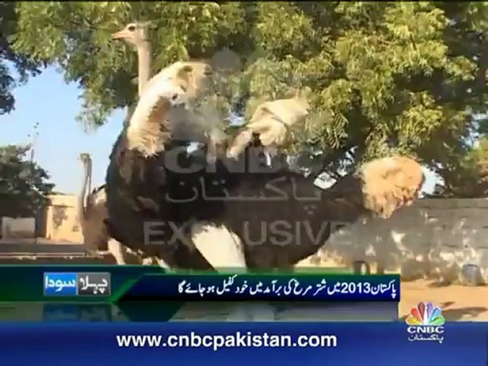 CNBC Ostrich report part 1