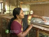 Rearing of pigeon varieties by an enterprising farmer at Kollam