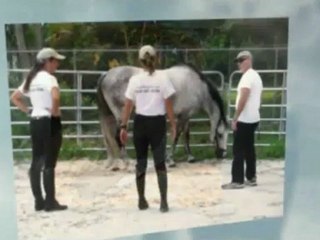 Equulibrium Animal Therapy Dr Faubel (954) 661-8586