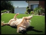 Gresham Oregon Synthetic Turf and Artificial Grass