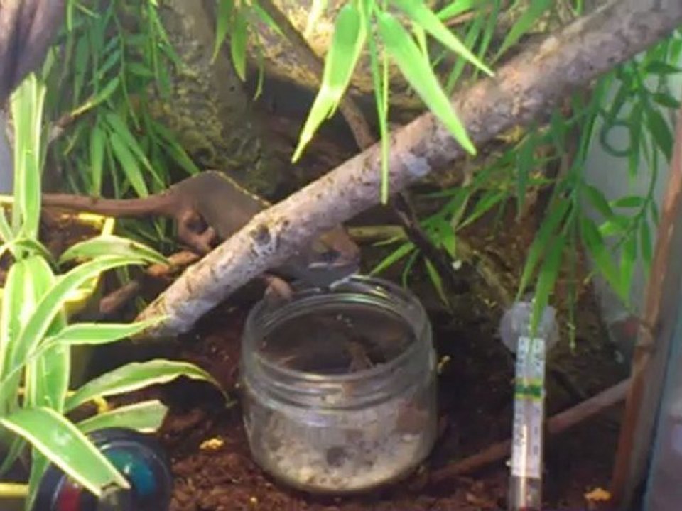 repas cameleon calyptratus
