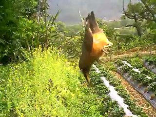 Saving a Trapped Bird