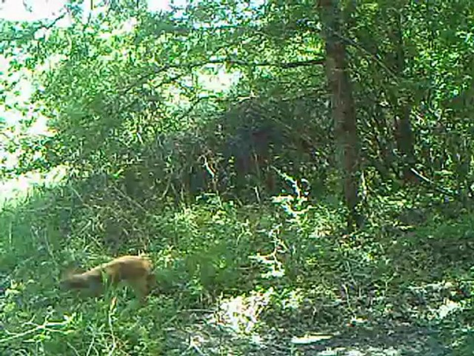 1ère naissance chez les chevreuils...