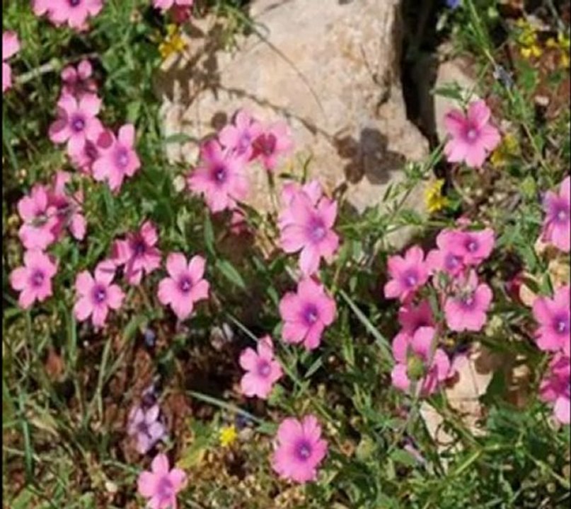 Yemenli onbir kadının hikayesi...KÖRDÜĞÜM...