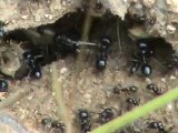Bienvenue chez les fourmis