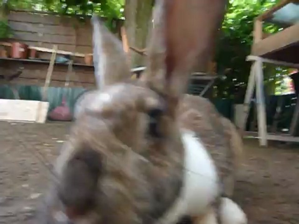 lapin