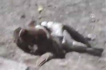 Serçelerin kavgası