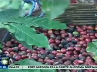Avanza plan de reactivación agrícola en El Salvador