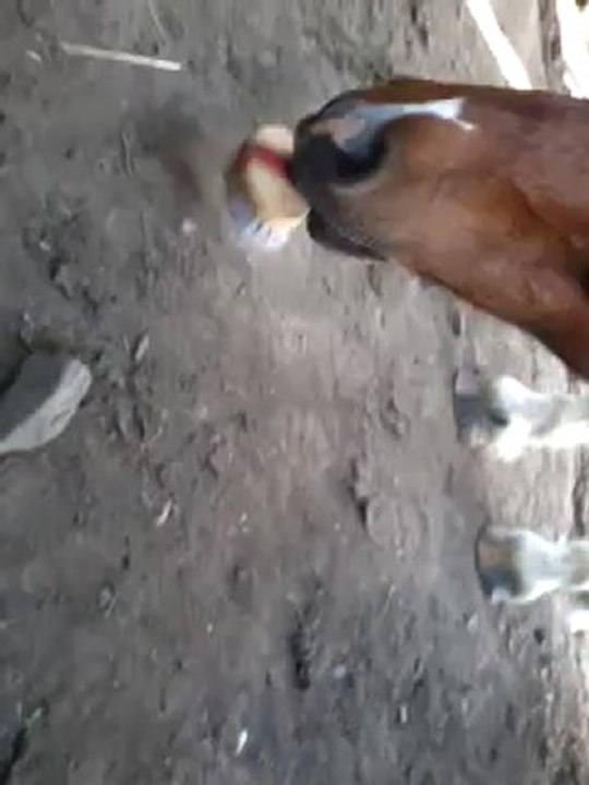 Looping qui brosse le sol avec une brosse