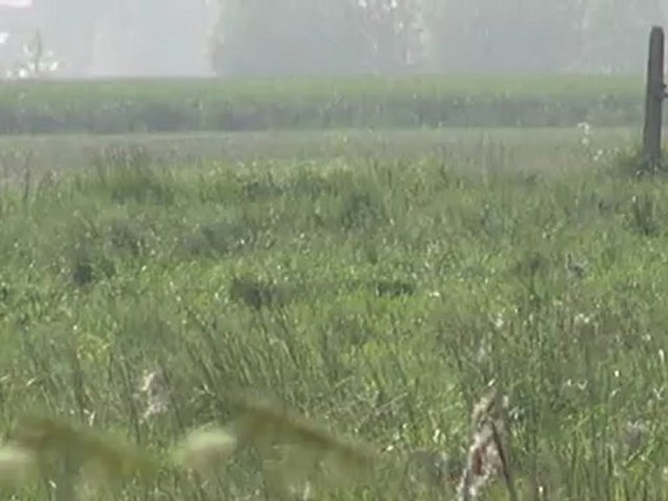 20120530 Limosa Limosa