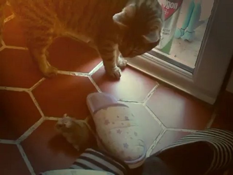 Hamster vs Cats