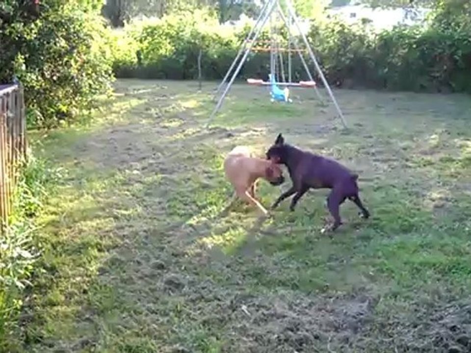 aussi tarés que leur maitre lol