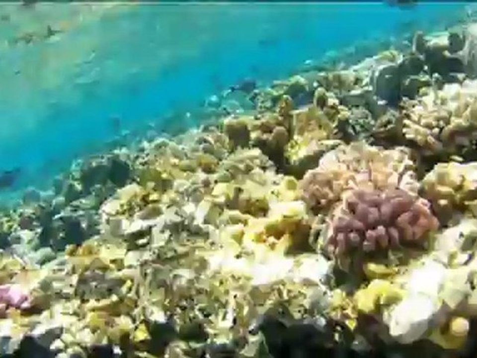 Dauphins sud mer rouge 2012