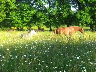 nouveau champs pour Roma,Bridge Eat, Pétale et Astuce.