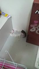 Adorable Hamster gets Shot and pretends to be dead. [Original] -