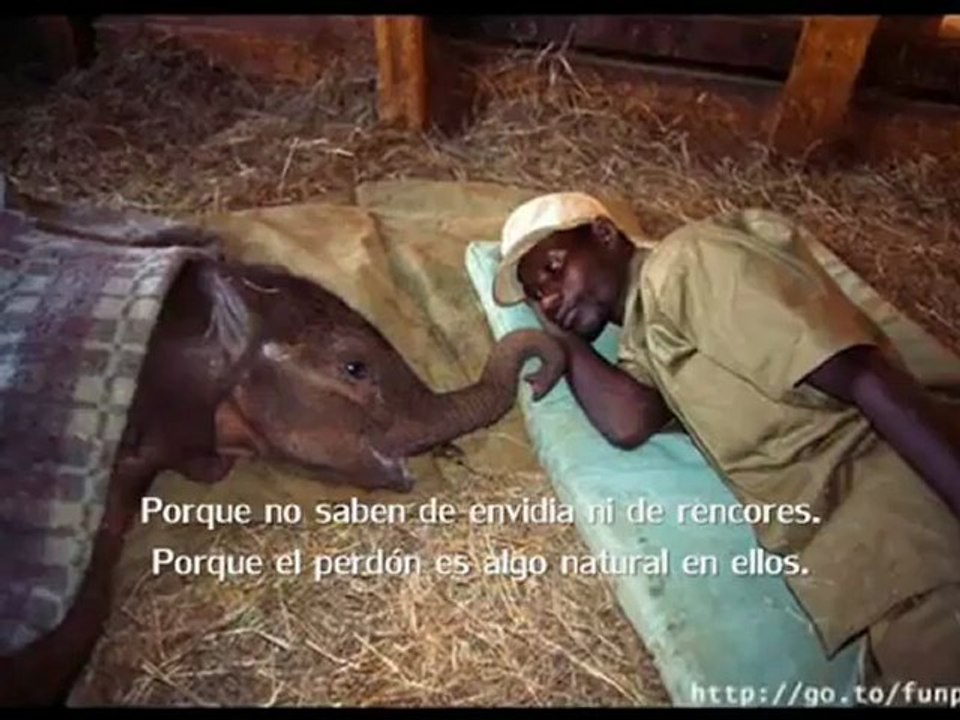 Ingrid Iribarren - ¿Por qué amar a los animales?