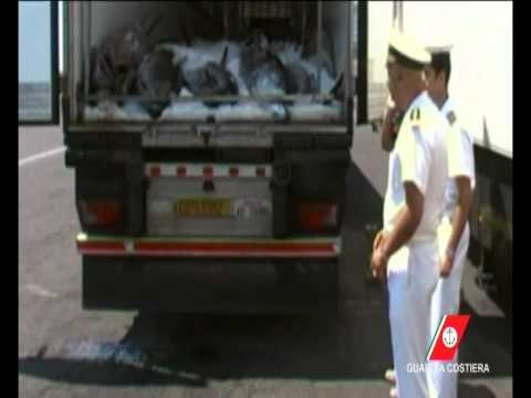 Civitavecchia (Roma) - Guardia Costiera - Sequestro tonno rosso (30.05.12)