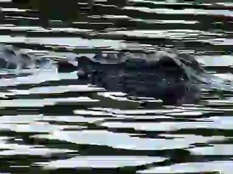 crocodile1