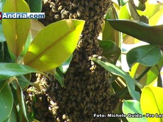 Скачать видео: Api con alveare a Viale Crispi ad Andria