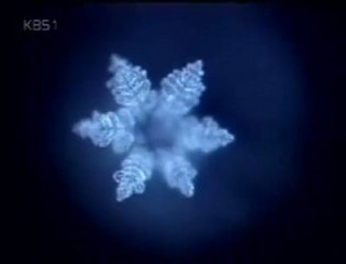 물은 답을 알고 있다 (물에 관한 특이한 보고서)