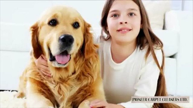 Carpet Cleaning Calgary Pioneer Carpet Cleaners